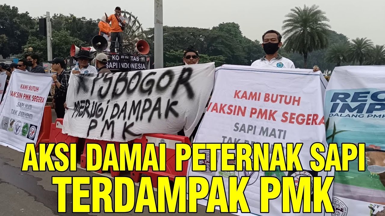 
                                 Tuntutan-Peternak-Untuk-Pemerintah-Atasi-PMK-Sapi
